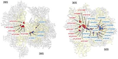 Methylation of Ribosomal RNA: A Mitochondrial Perspective